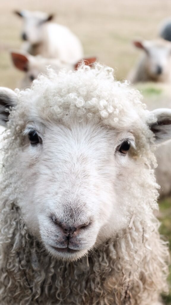 Creative Lamb Names: Inspiring Ideas for Your Fuzzy Friend