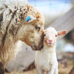 How Mother Sheep Protect and Raise Their Lambs