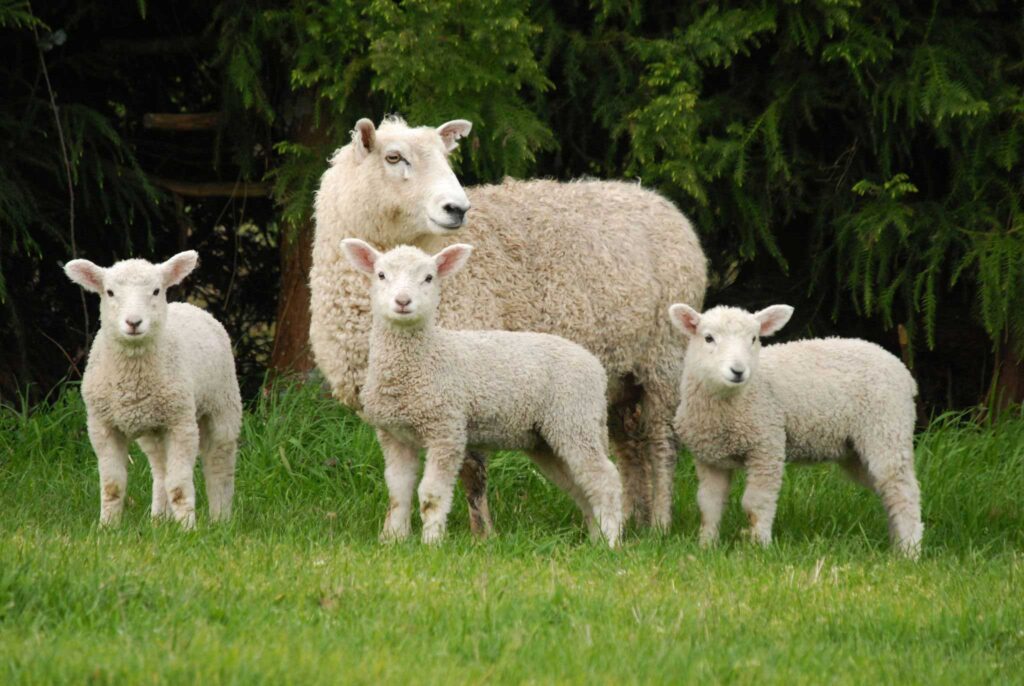 How Mother Sheep Protect and Raise Their Lambs