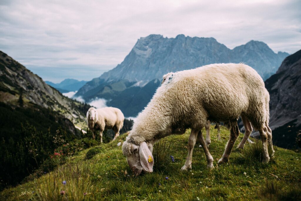 Raising Sheep at Pine Knoll