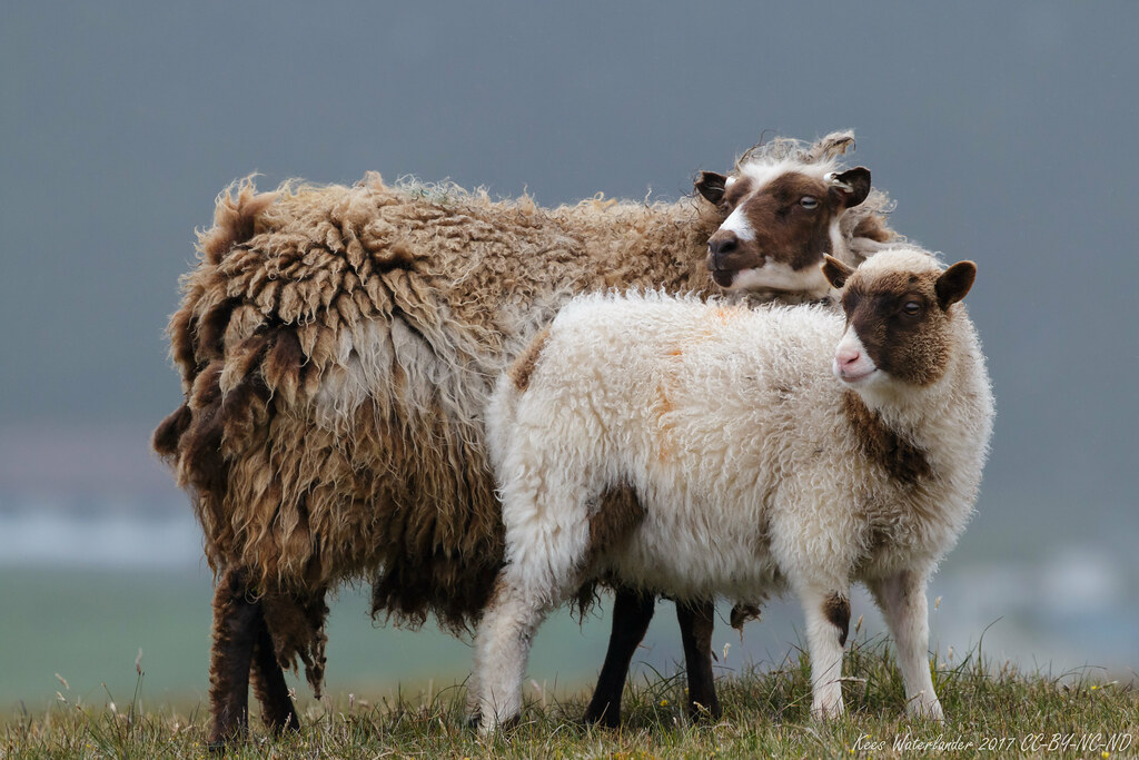 Pine Knoll Sheep & Wool: Where Every Ewe is Treated Like Family