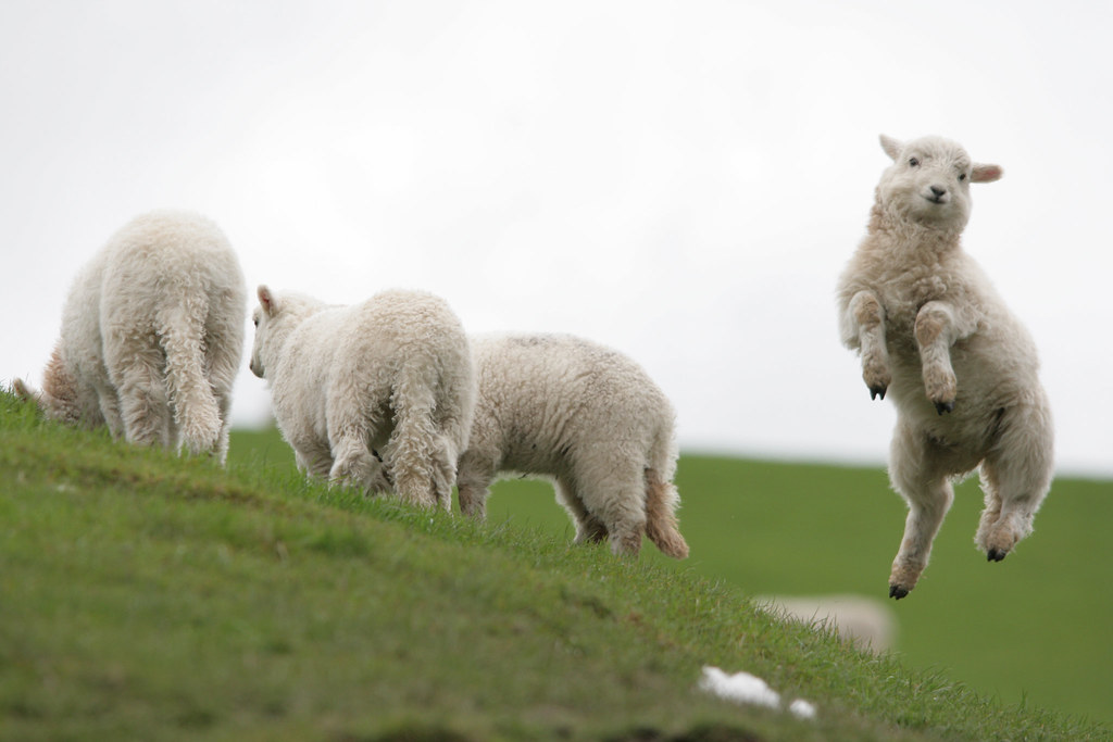 Raising Sheep at Pine Knoll