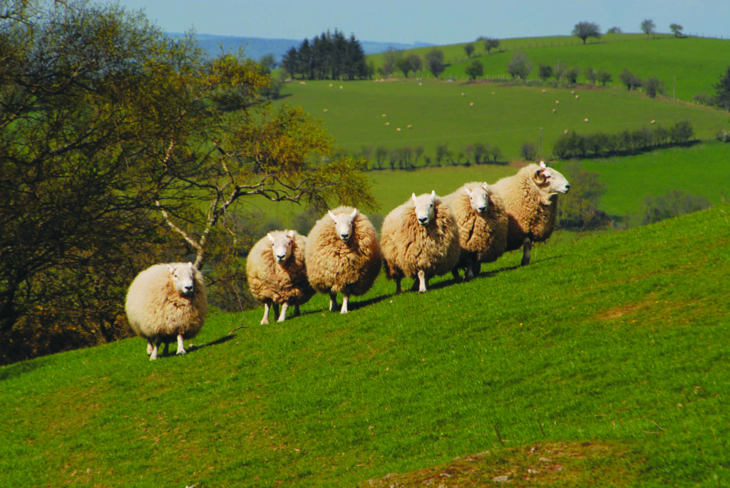 The Heritage of Pine Knoll Sheep & Wool