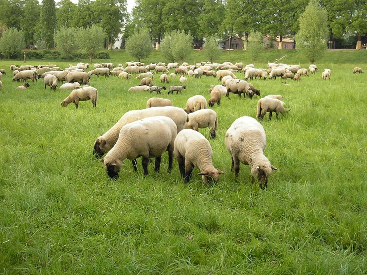 Raising Sheep at Pine Knoll