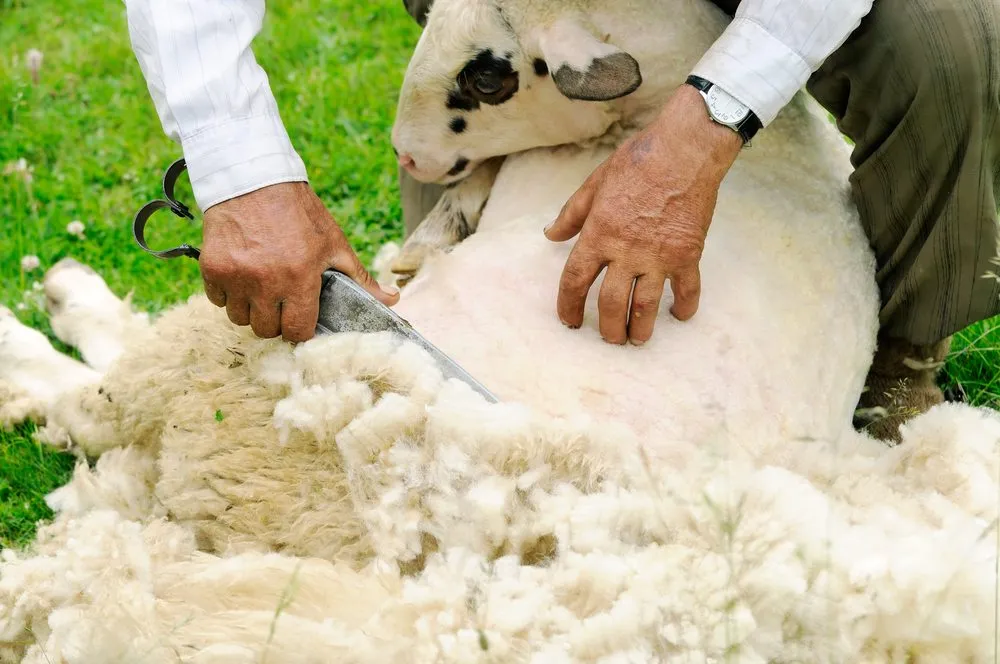 Explore Our Range of Sheep Wool Products