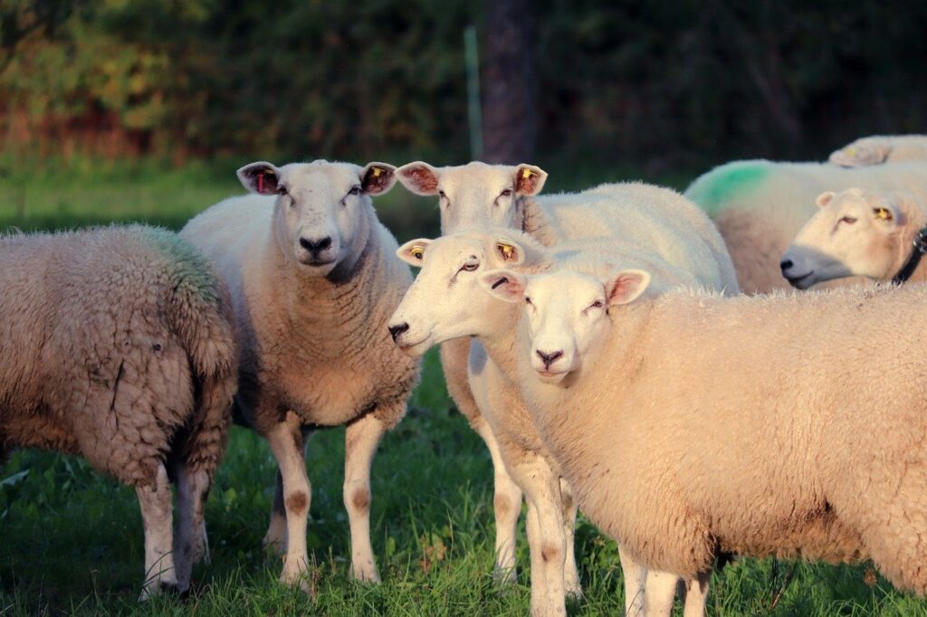 Genetics of Colored Sheep