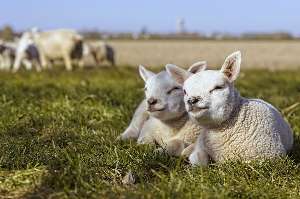 How Much Does a Lamb Weigh at Birth?