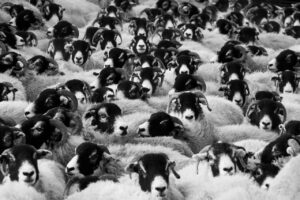 A Black sheep spoils the whole flock