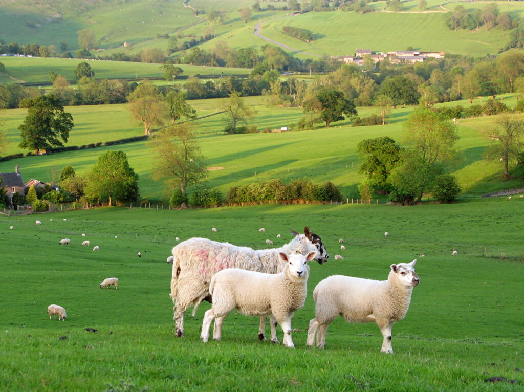 A Year in the Life of Pine Knoll Sheep