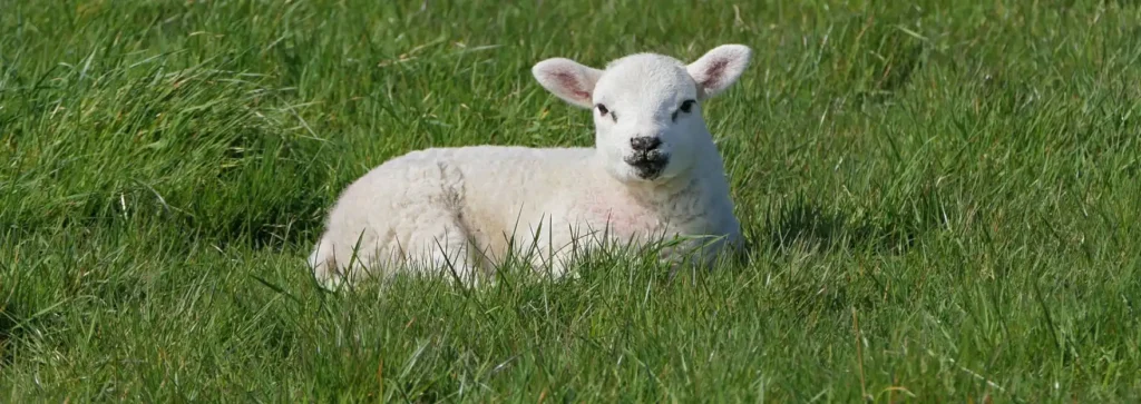 Creative Lamb Names: Inspiring Ideas for Your Fuzzy Friend