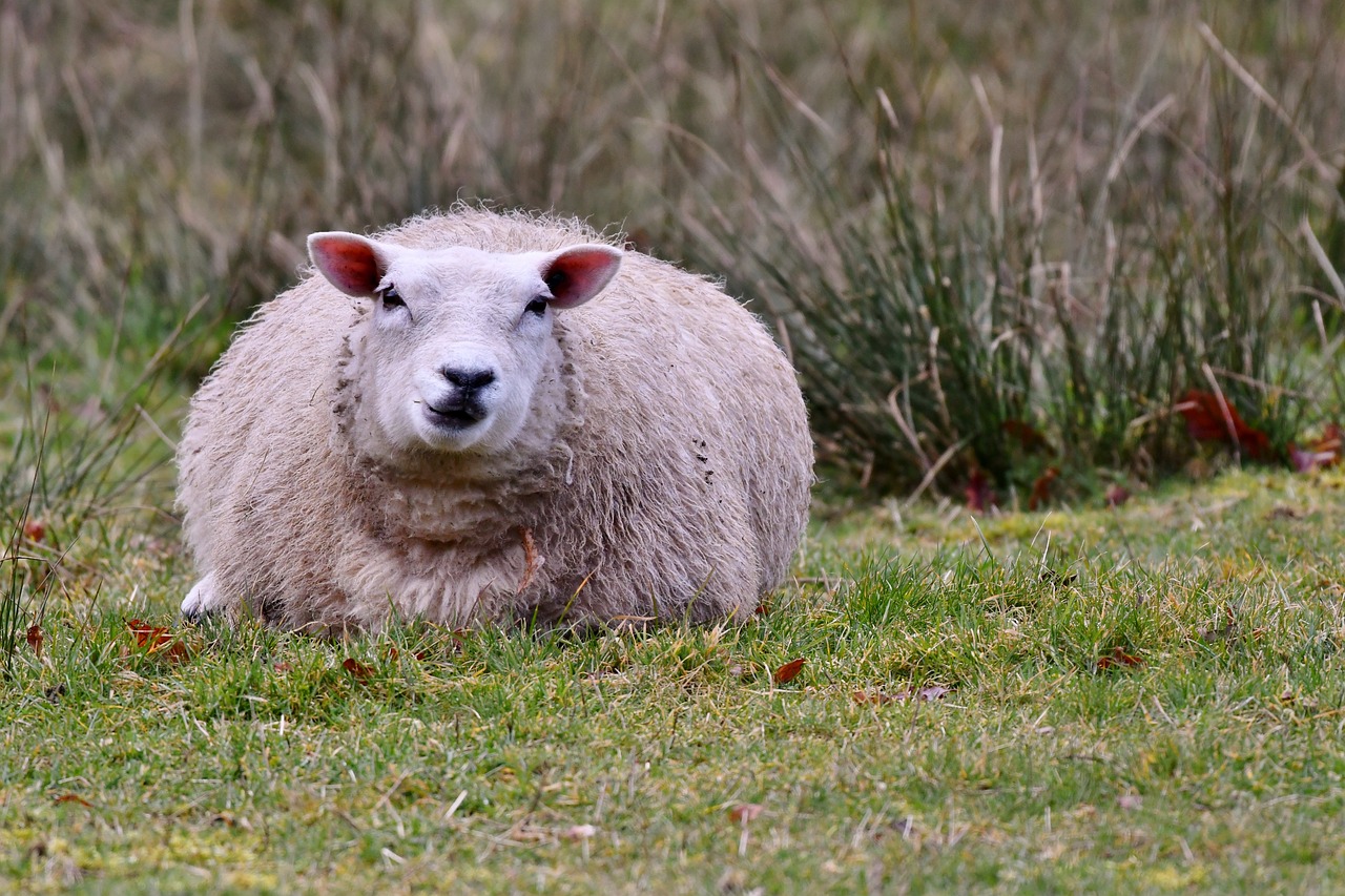 The Best Treatment for Codd in Sheep – Pine Knoll Sheep & Wool