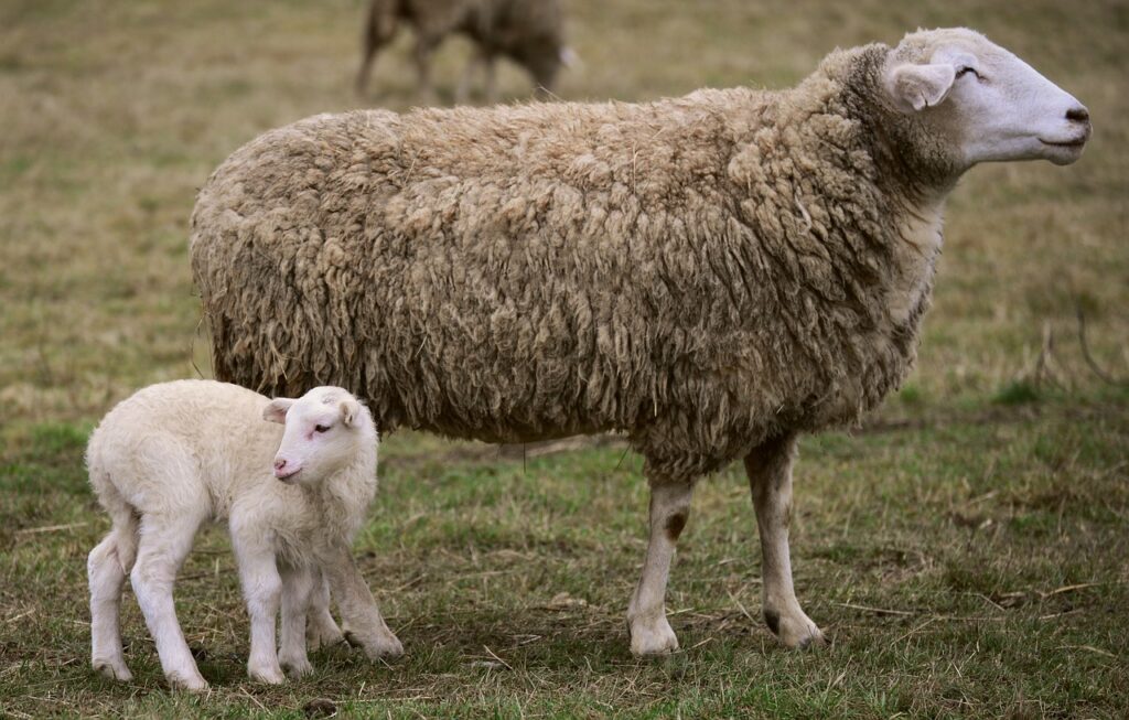 what is the gestation period of lambs?