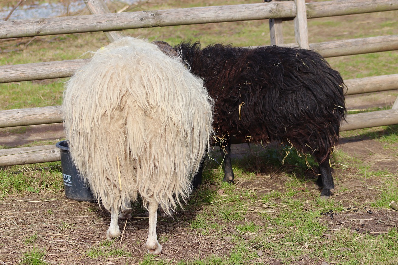 The Best Treatment for Codd in Sheep – Pine Knoll Sheep & Wool