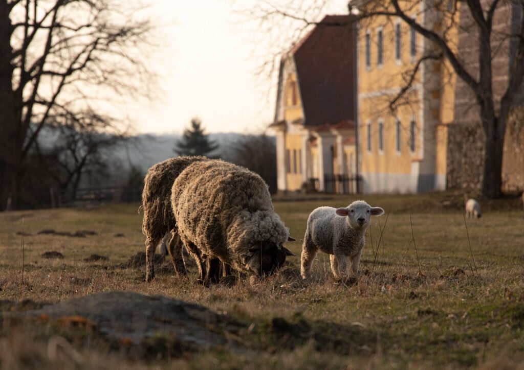 Iowa sheep and wool Festive 