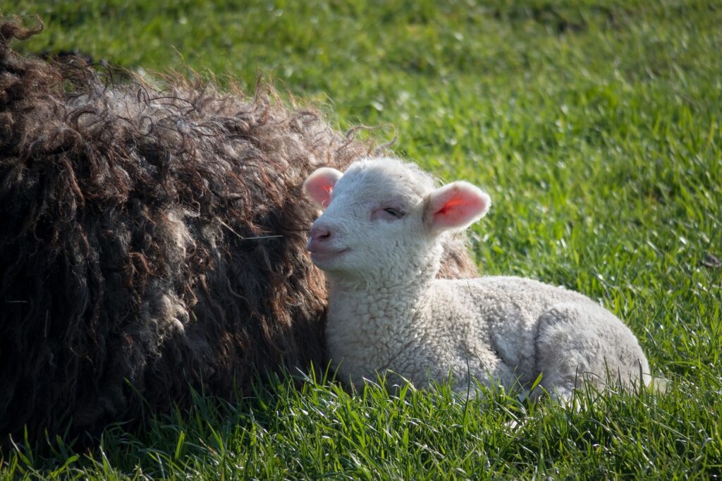what is the gestation period of lambs?