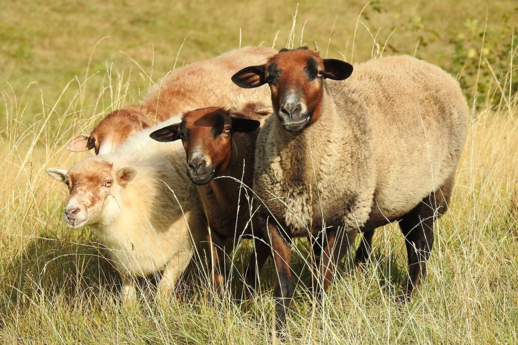 Genetics of Colored Sheep