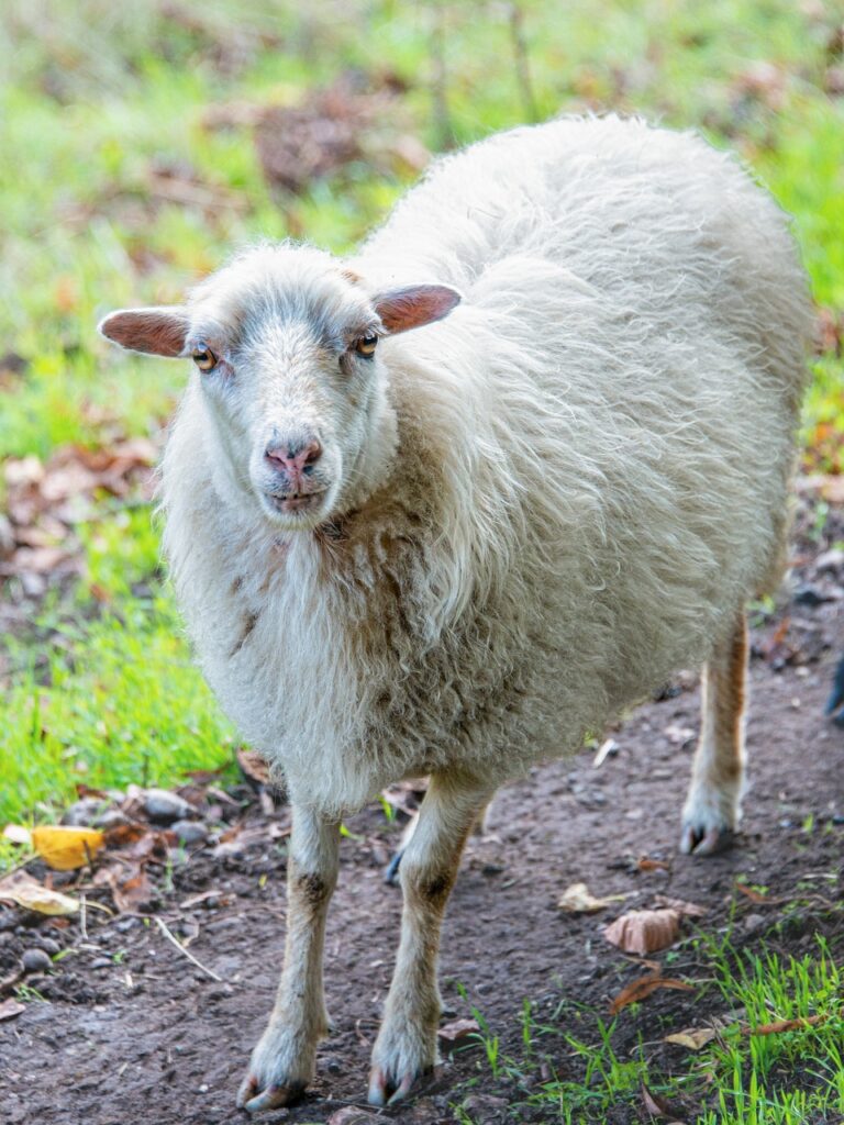 Which sheep is Best for wool?