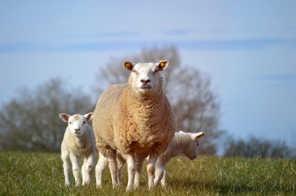 6 Common Causes of Wool Break in Sheep