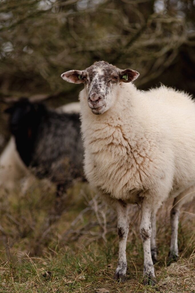 Which sheep is Best for wool?
