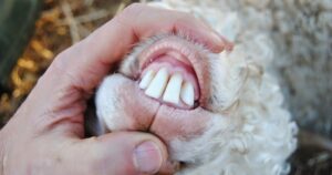 Sheep Teeth Problems: Signs, Symptoms, and Solutions
