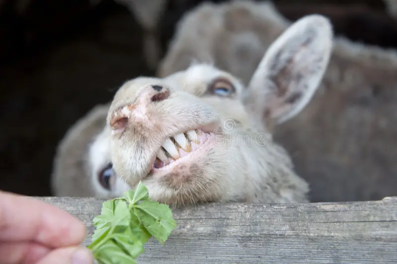 Sheep Teeth Problems: Signs, Symptoms, and Solutions