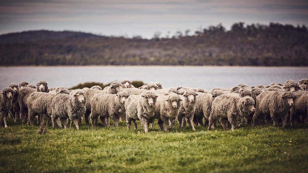 The Heritage of Pine Knoll Sheep & Wool