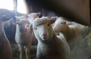 luxurious persian lamb fur