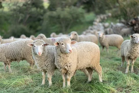 Why Did Pine Knoll Sheep Develop Some of the Finest Wool Products in the World?