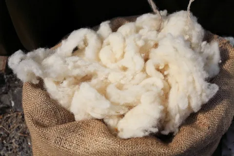 What happens to Pine Knoll Sheep Wool to Produce Luscious Knitting Yarns