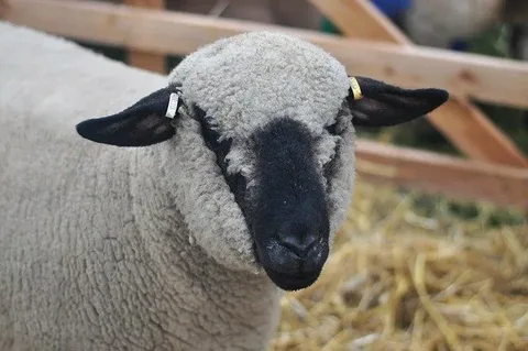 Which Type of Sheep Gives the Wool Used in Pine Knoll Sheep & Wool Co?