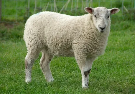 Which Type of Sheep Gives the Wool Used in Pine Knoll Sheep & Wool Co?