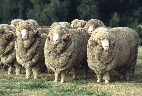 Why Do People Love Walking Around Pine Knoll Sheep & Wool Festival Found Every Year?