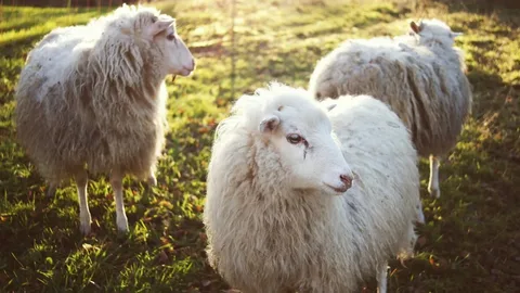 Why Do People Love Walking Around Pine Knoll Sheep & Wool Festival Found Every Year?