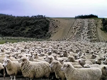 Who Can Tourists Meet While Observing Pine Knoll Sheep And Buy Wool Products Directly From Them?