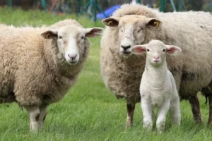 Who Can Tourists Meet While Observing Pine Knoll Sheep And Buy Wool Products Directly From Them?