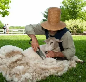 Why Pine Knoll Sheep Wool Is the Best Choice for Creating Custom Clothing